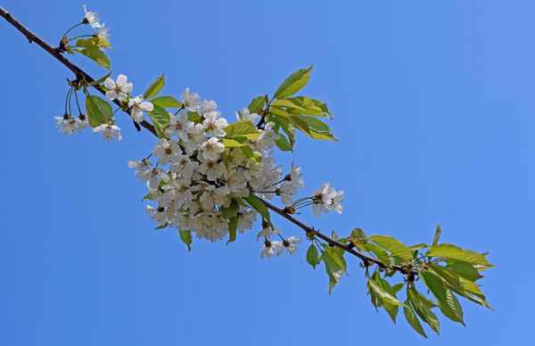 Die Schönheiten des Frühlings 02