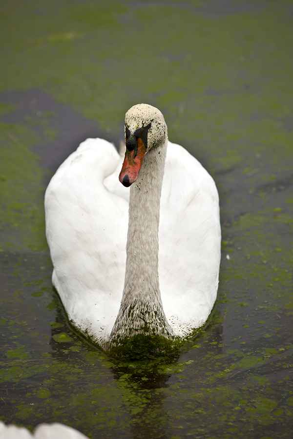 Armer Schwan