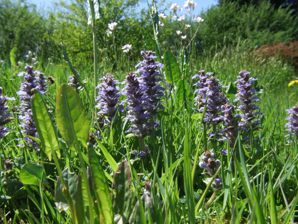 Frühlingswiese