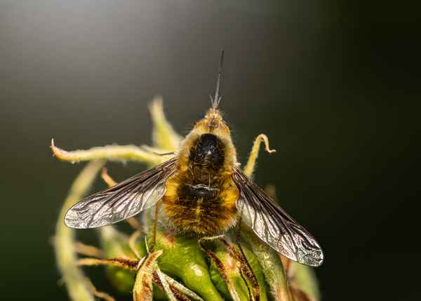 Großer Wollschweber (5)