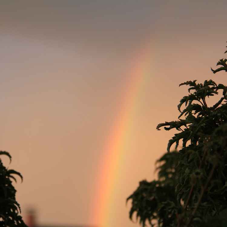 Regenbogen