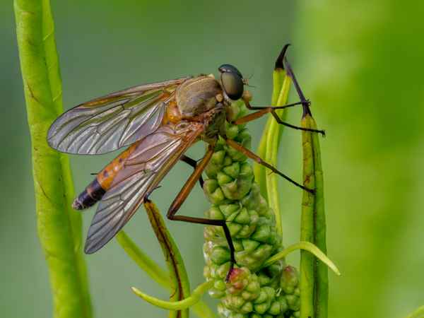 Goldgelbe Schnepfenfliege-2