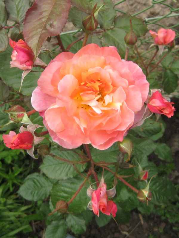 Rose mit fünf Nachkömmlingen