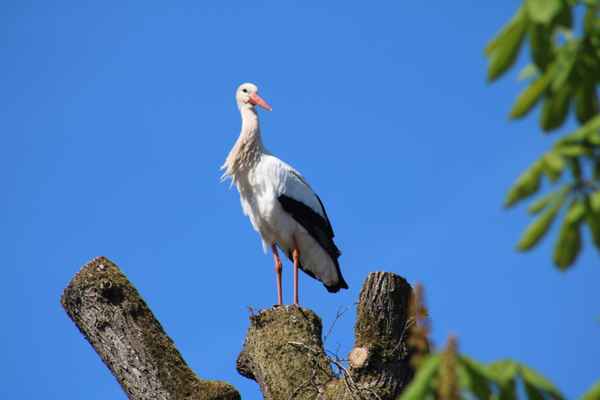 Storch in Sicht!