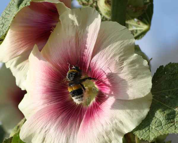 Stockrose mit Hummel