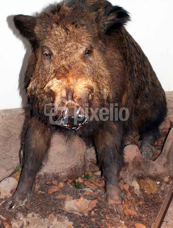 Wildschwein