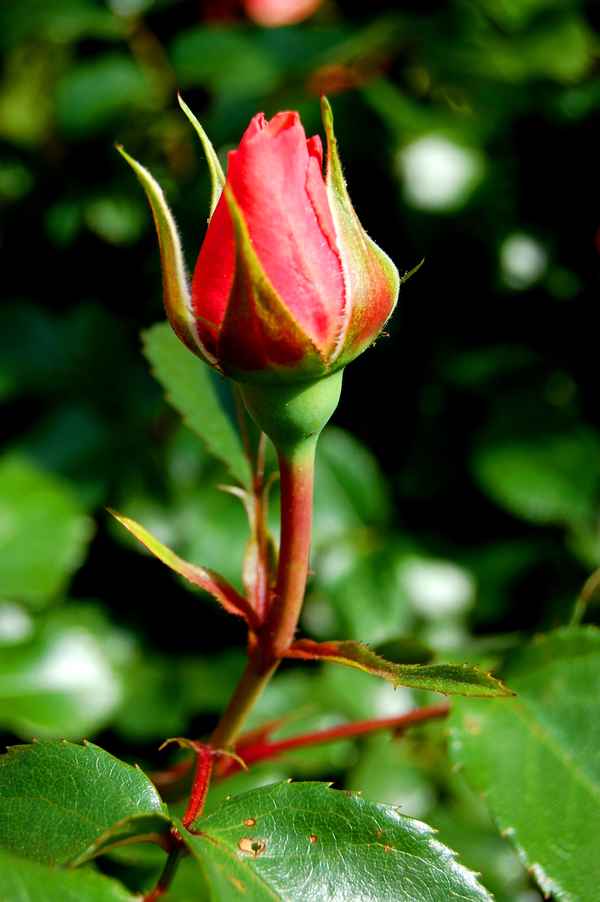 sie blühen wieder....