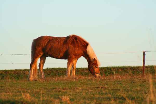In der Abendsonne,etwas Gras noch,eine Wonne
