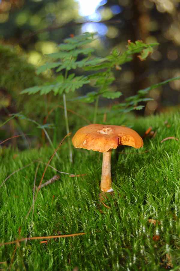 Einsamer Waldpilz ( Falscher Pfifferling)