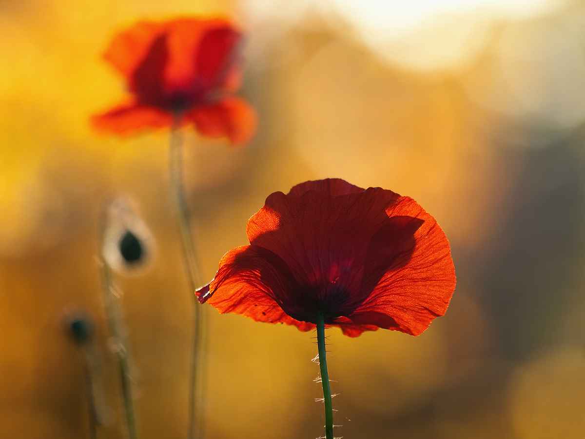 oktober mohn
