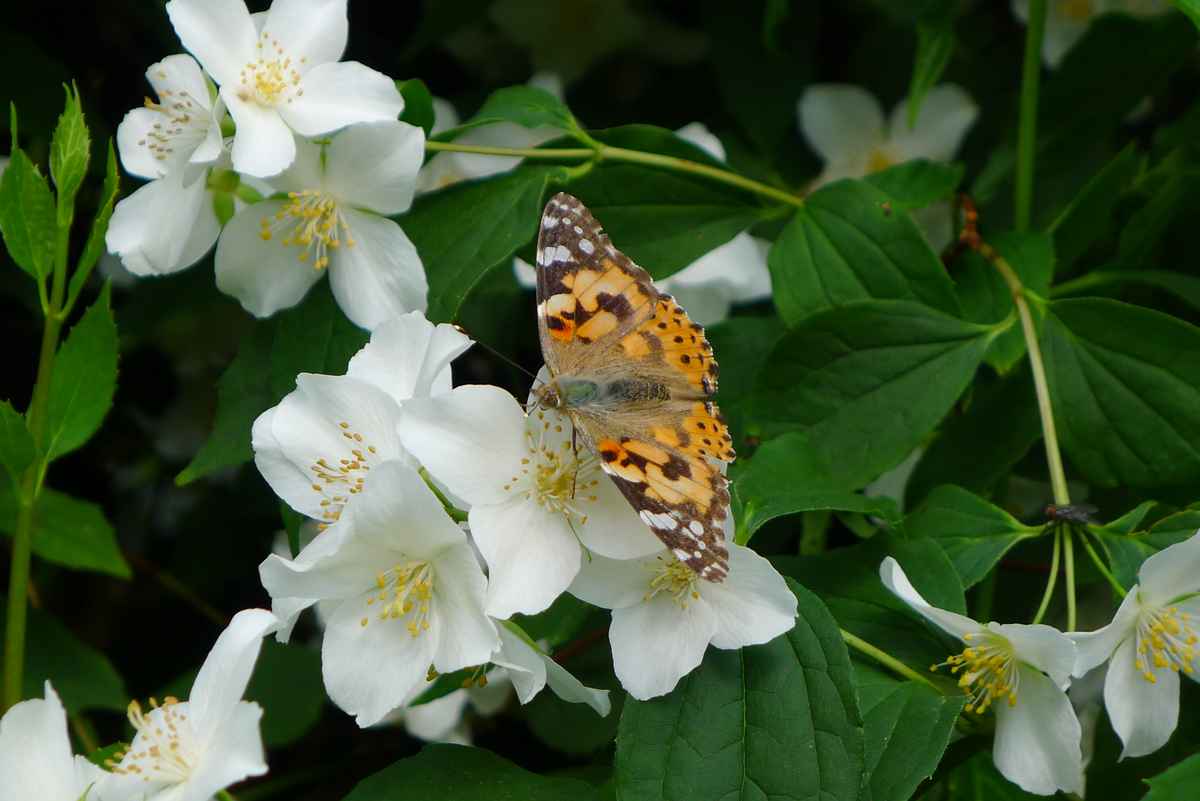 Besuch beim Pfeifenstrauch