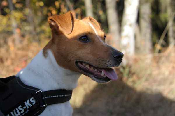 Parson Jack Russell Pete 2