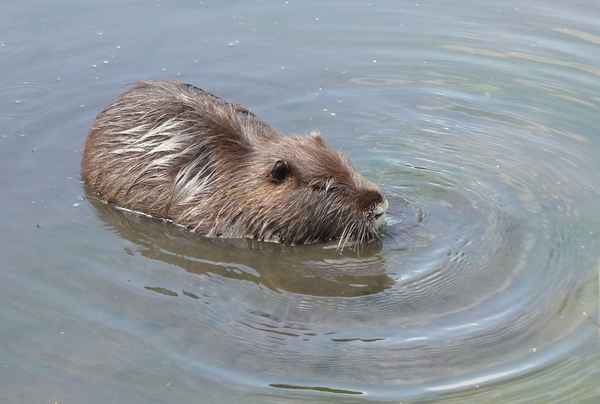 Nutria beim Schwimmen
