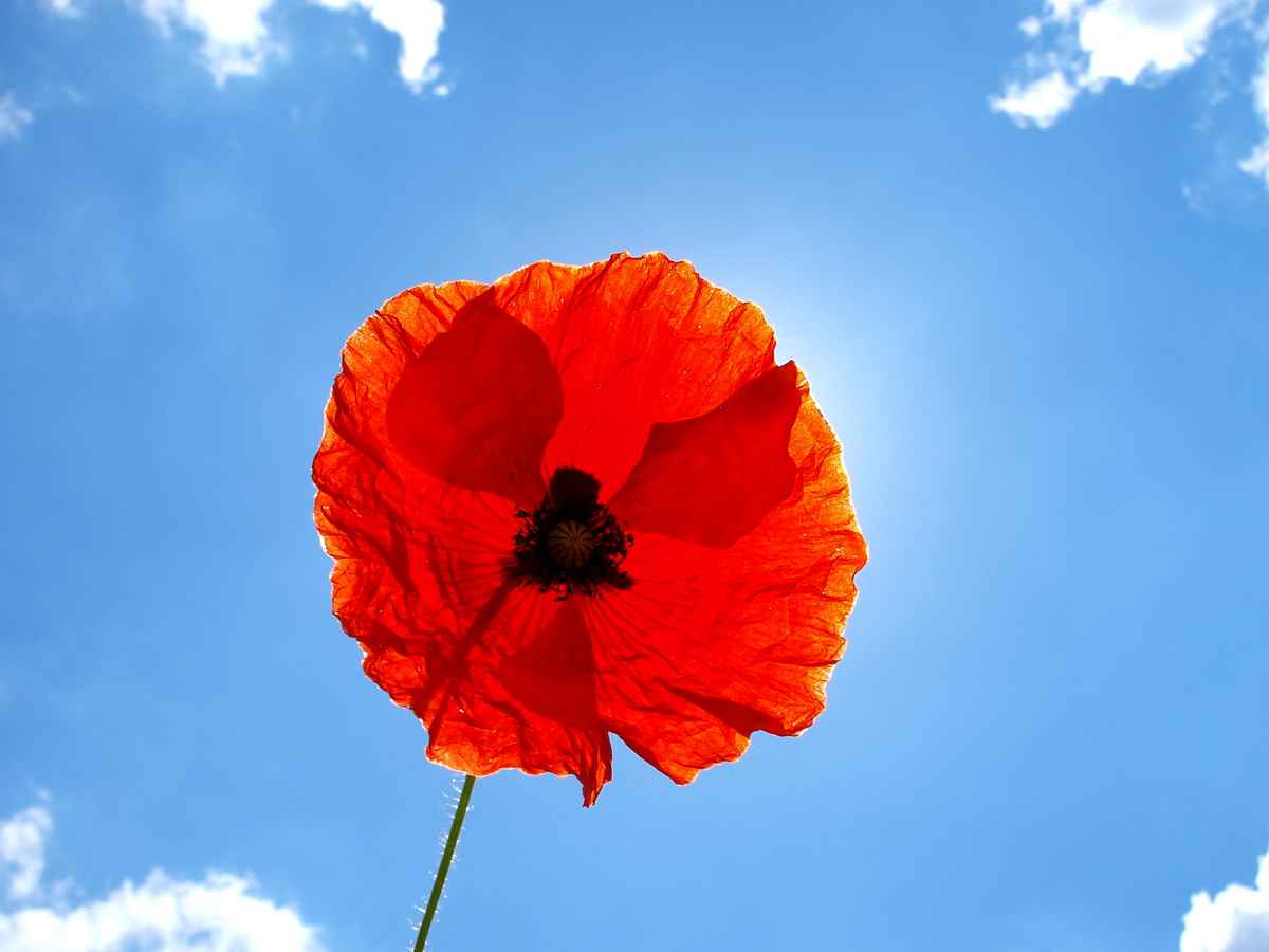 Sonnenschirm