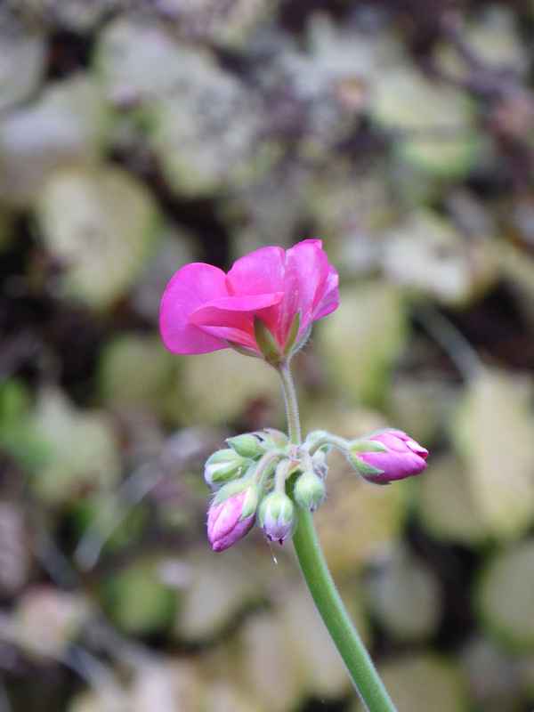 Die letzte Geranie Anfang November