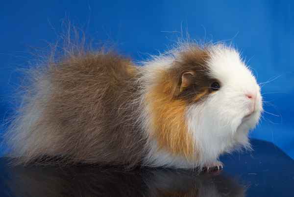 CH Teddy Meerschweinchen