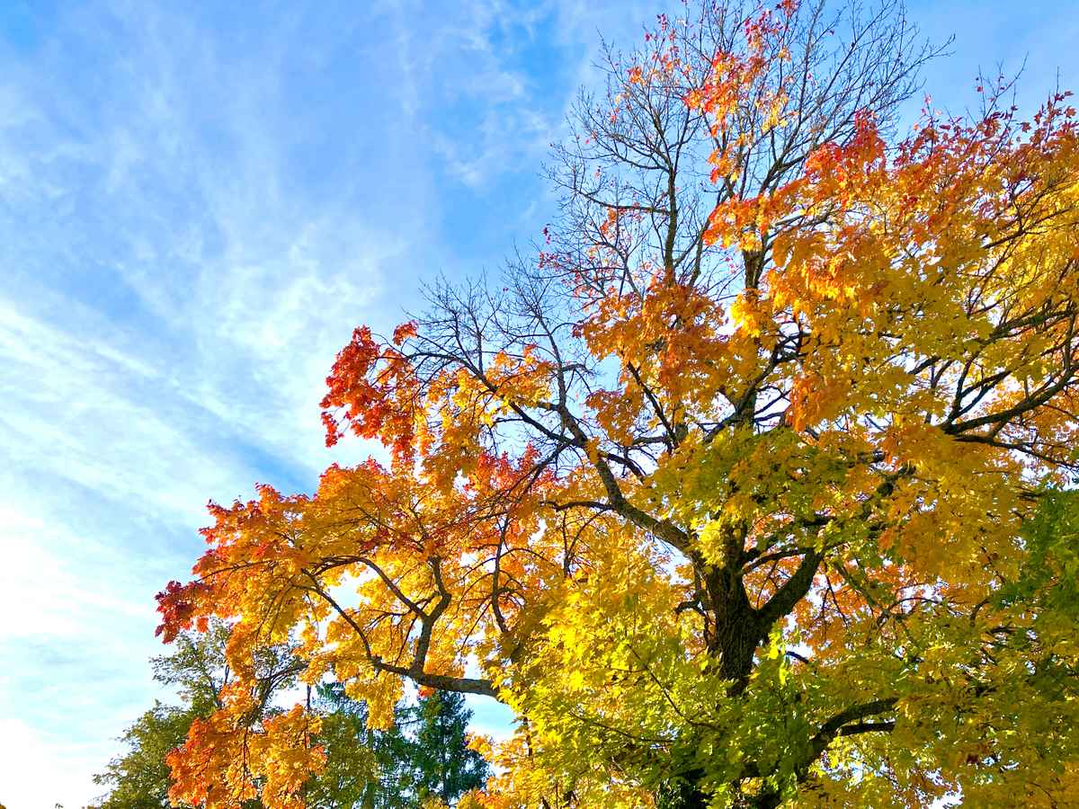Herbstliche Farbenpracht (Ahorn)