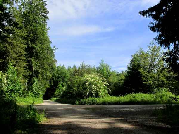 Waldwege zum joggen laufen und biken