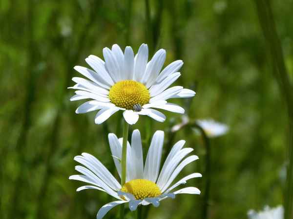 Gänseblümchen