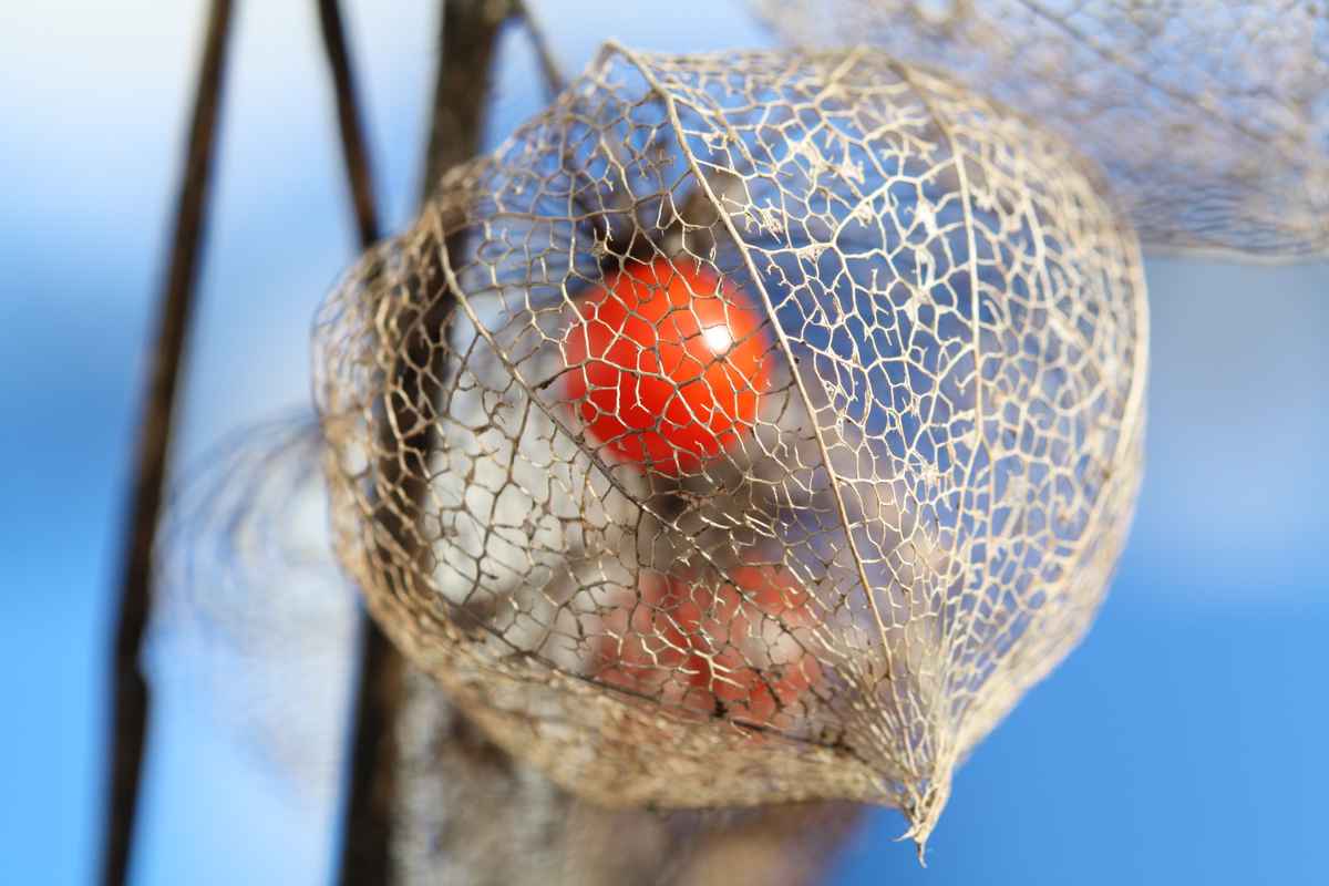 Physalis