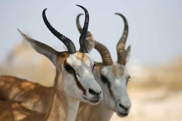 Antilopen im Etosha-Nationalpark