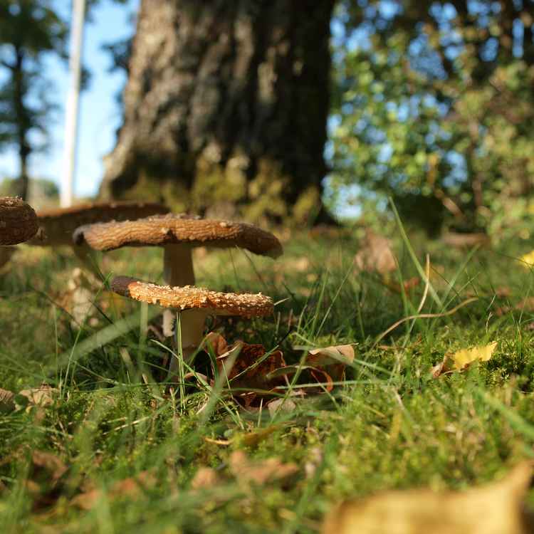 fliegenpilze nicht mehr ganz frisch