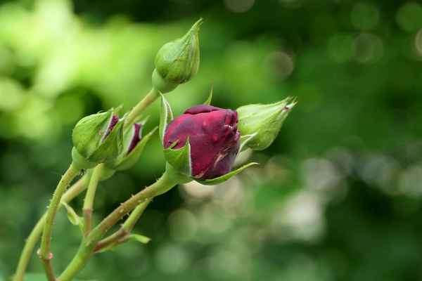 Rote Rose