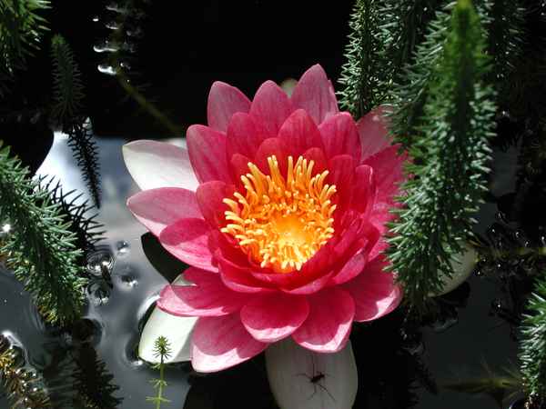Seerose
