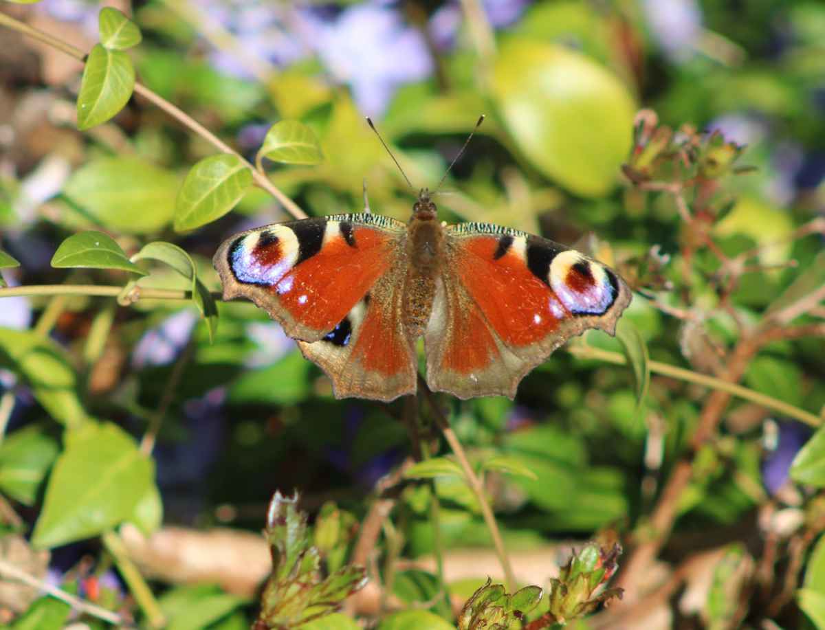 Schmetterling!