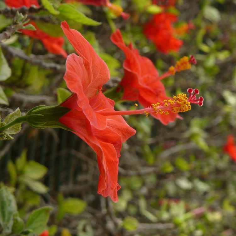 Hibiskushecke