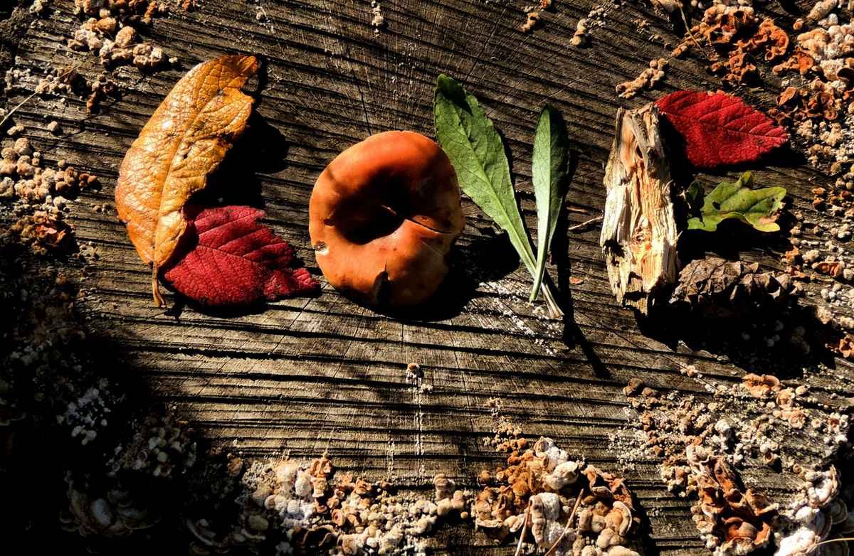 Herbstliebe