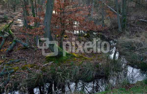 Farbkontraste im Winterwald