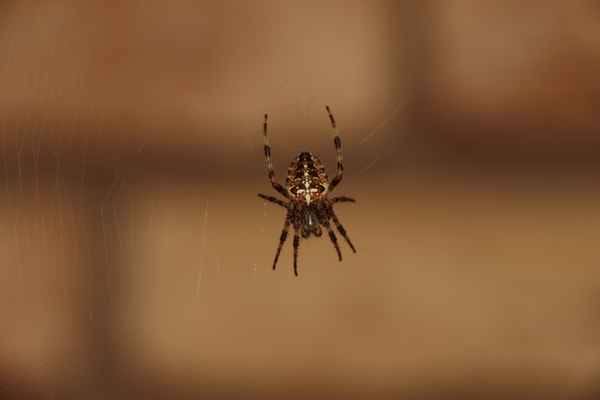 Kreuzspinne