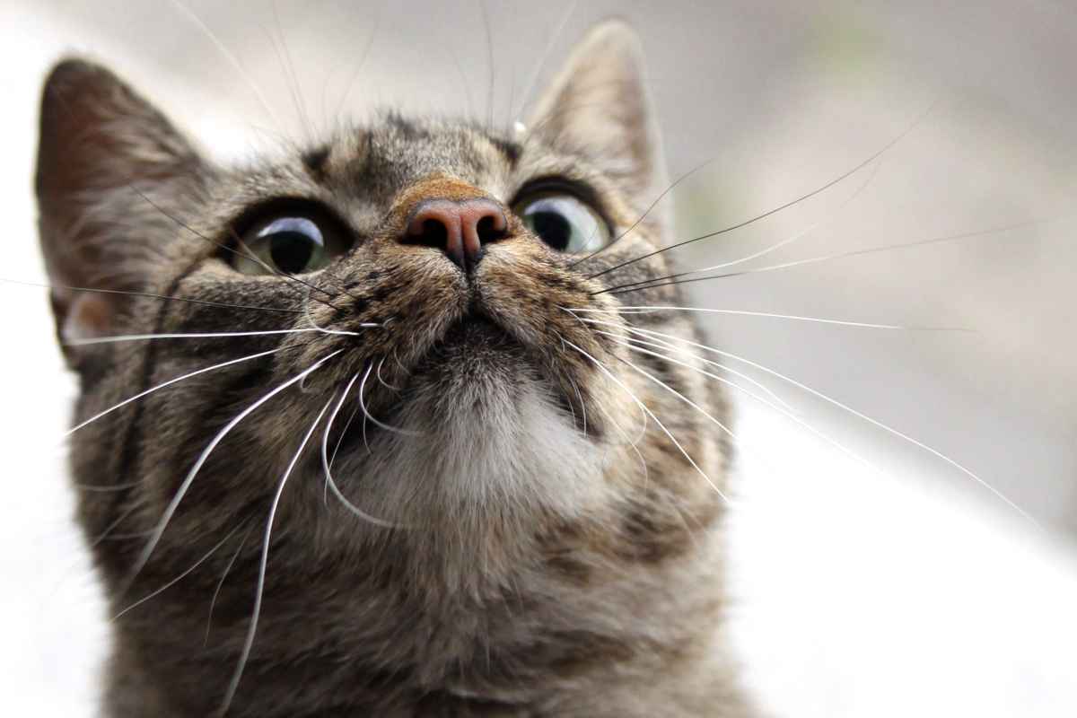 Schielende Katze