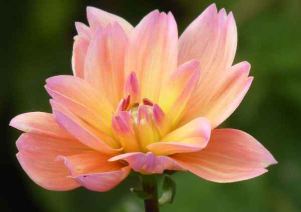 Sich öffnende Dahlie