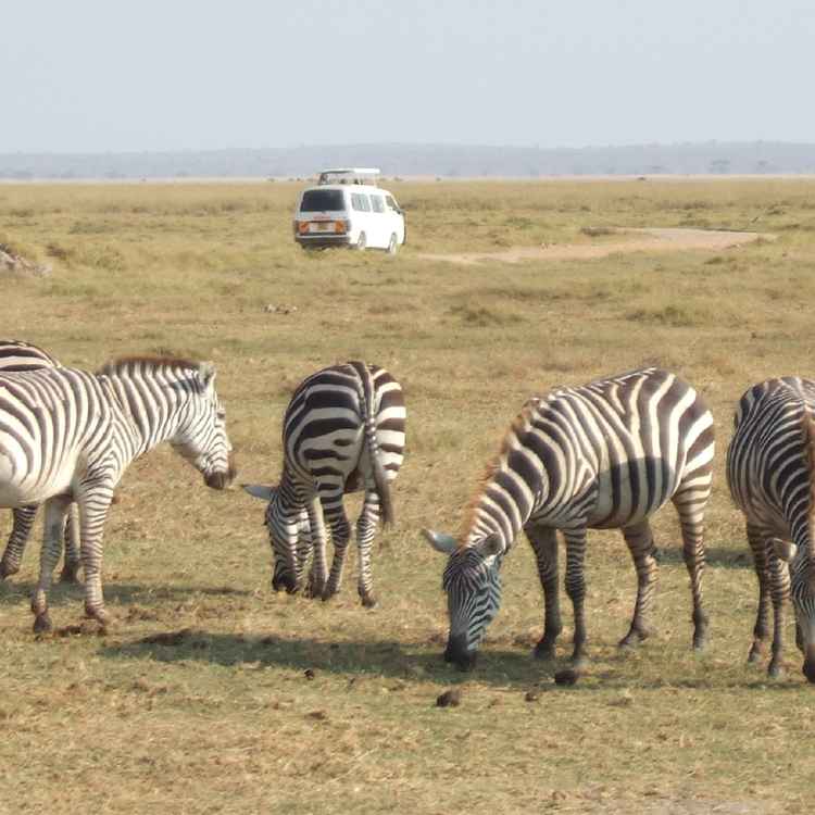 Zebras vor Kleinbus im Amboseli-Nationalpark