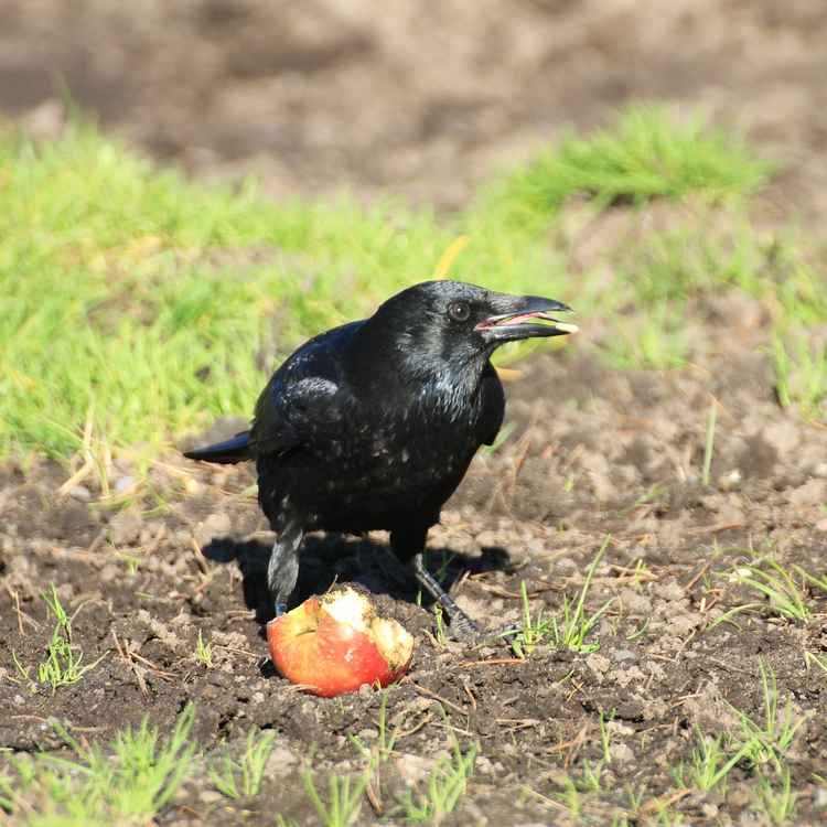 bin mit Futter versorgt