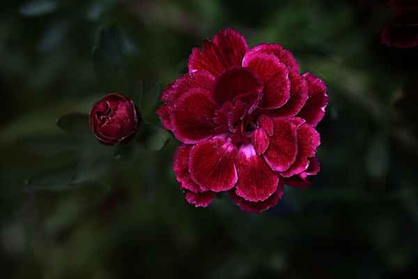 rote Farbe