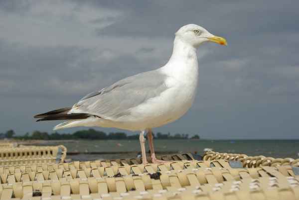 Seemöwe auf Strandkorb