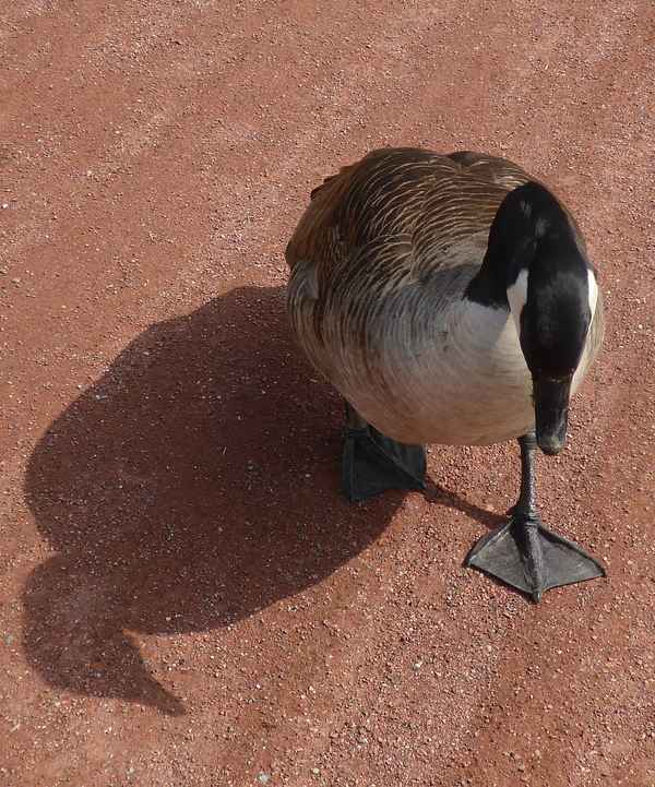 Kanadagans mit Schatten