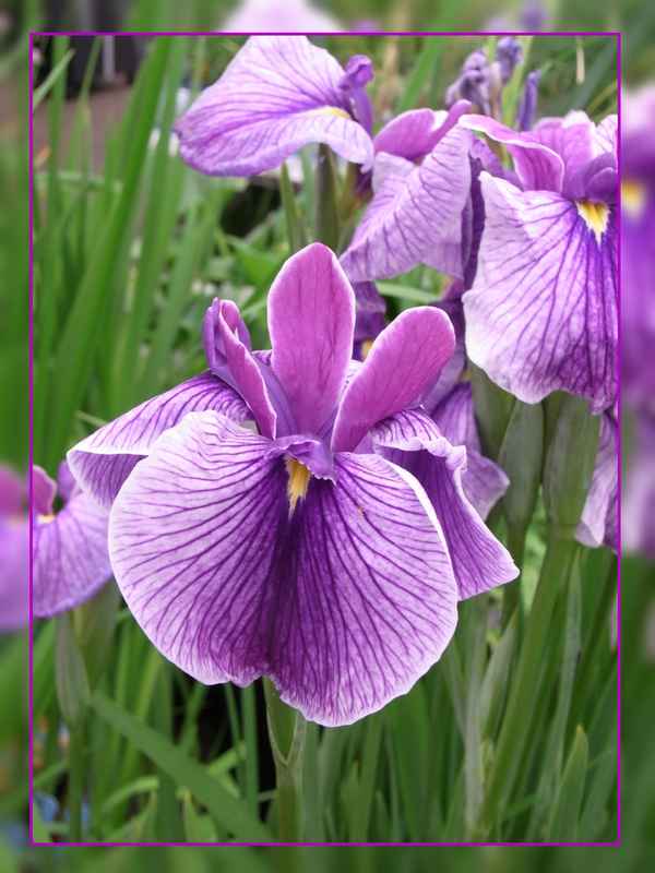 Iris