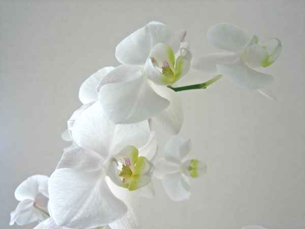 weiße Orchidee