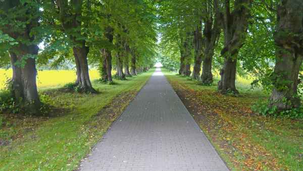 Wunderschöne Allee