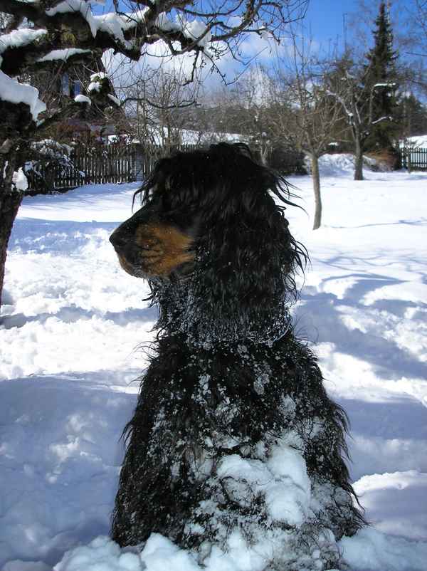  Spaniel im Schnee