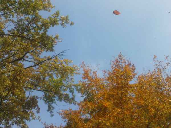 Blätter im Herbstwind