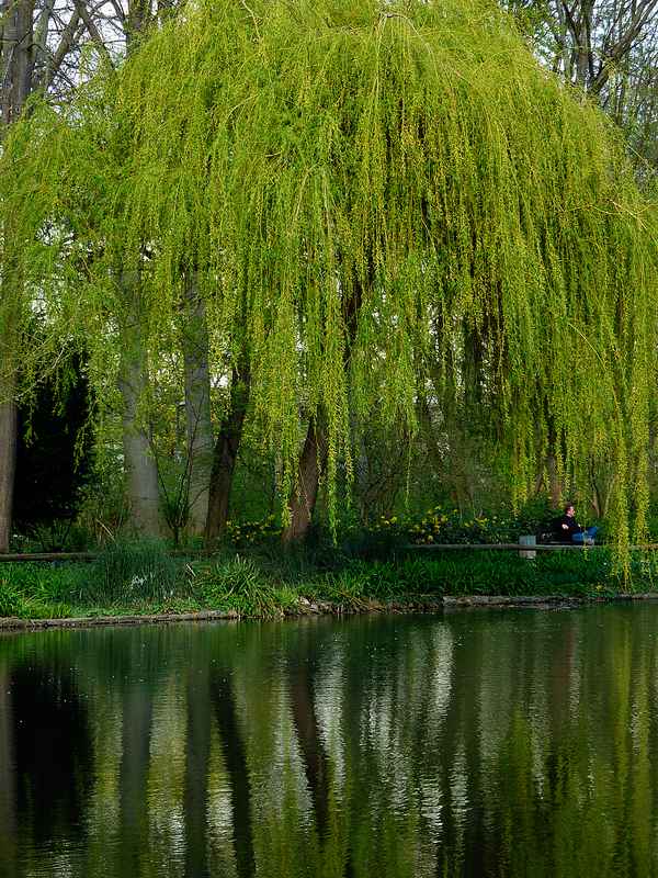 Frühling im Park ..