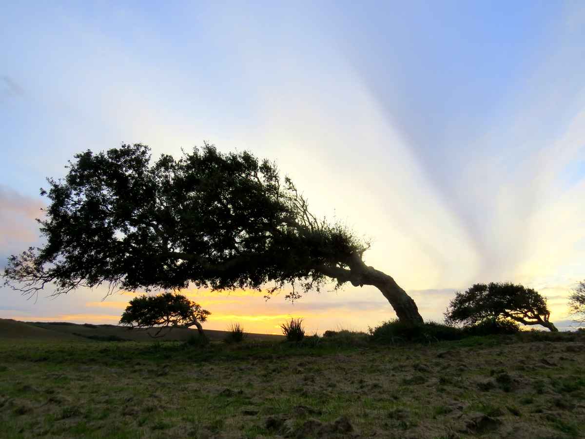 Korkeichen im Abendlicht