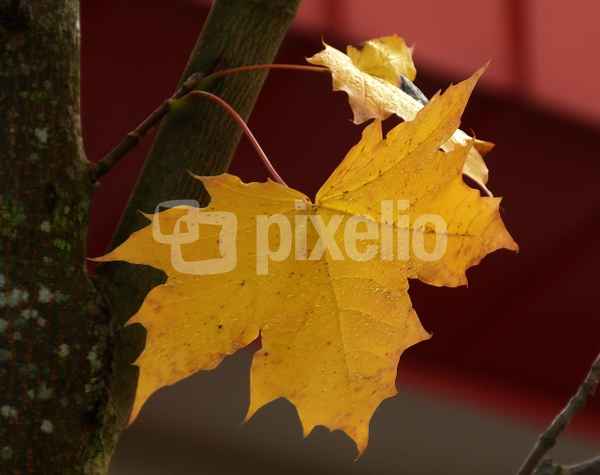 herbstlich