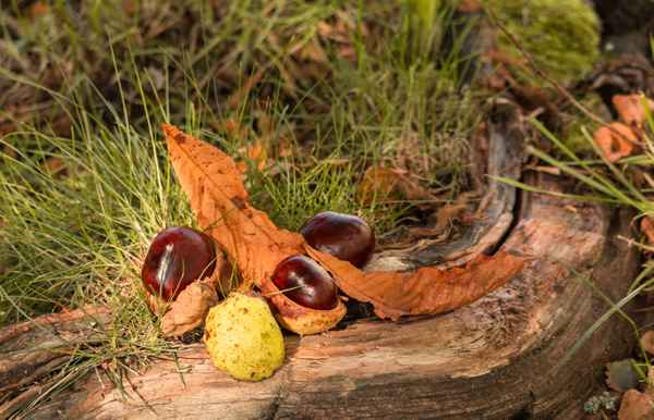 Herbststillleben ...2
