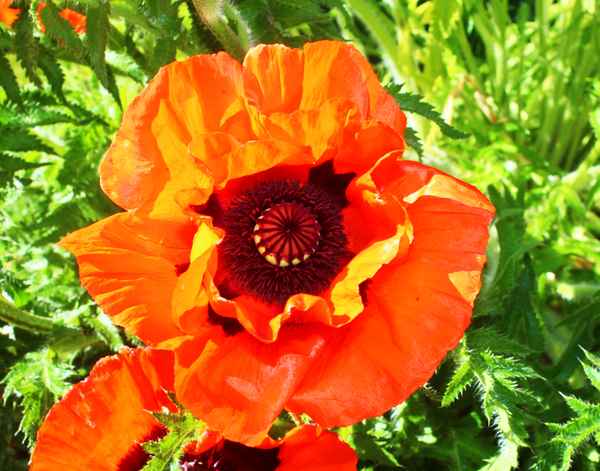 Mohnblüte